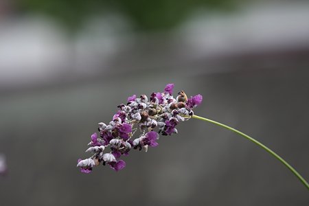 2009.08.23　和泉川　みずカンナ