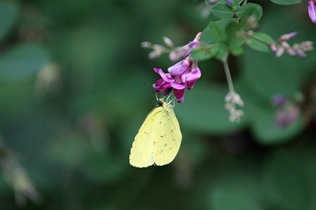 2009.09.12 大池公園 萩の花にキチョウ