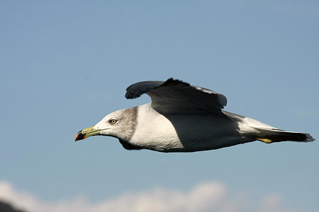 2009.10.11 駿河湾 ウミネコ 滑空