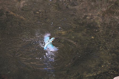 2011.01.13　和泉川　カワセミ　水上