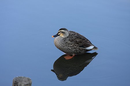 2011.01.14　和泉川　カルガモ