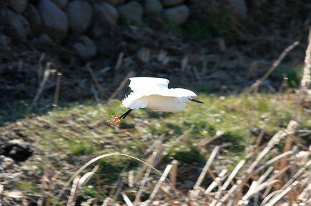 2011.01.14　和泉川　コサギ　飛翔