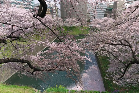 2011.04.11　皇居　北の丸公園　牛ヶ淵