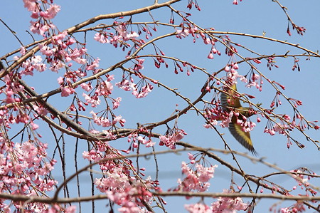 2011.04.13　和泉川　枝垂れ八重桜の裏にカワヒラ