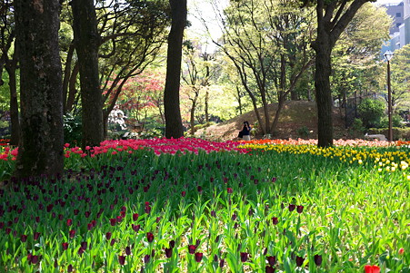 2011.04.15　横浜公園　チューリップまつり-8