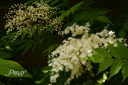 つぼみと花と・・ 穂咲きのナナカマド