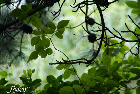 summer green...