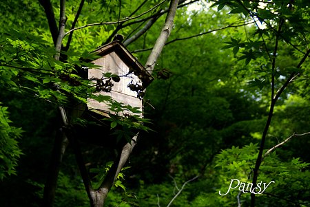 朝陽のあたる巣箱・・