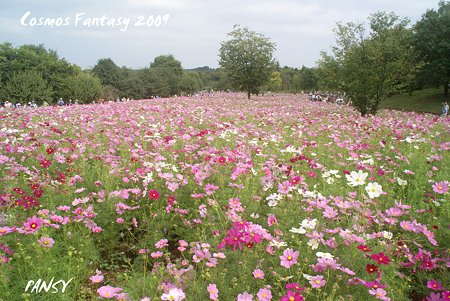 昭和記念公園 コスモスの丘・・4