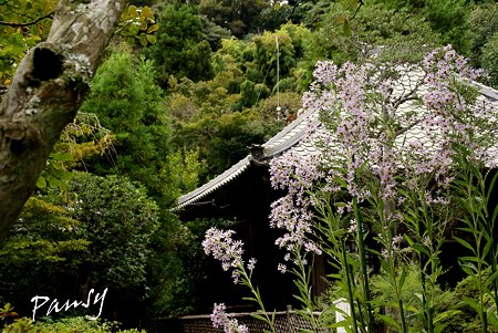 紫苑咲いて・・