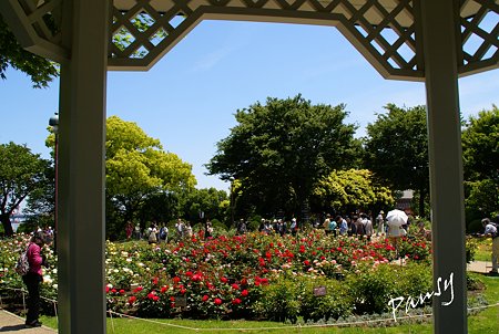ｒose ｇarden..5