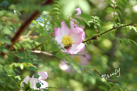 ｒose ｇarden..17