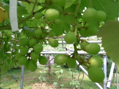 葡萄のピオーネの花振るい 素人果樹栽培と特選園芸グッズ 楽天ブログ
