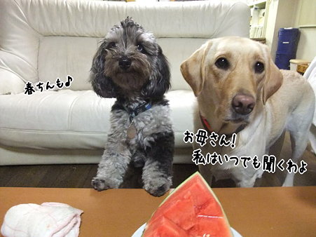 食いもんの為やろ!