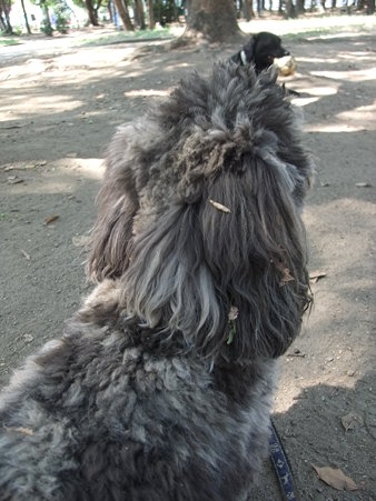 汚い犬・・・