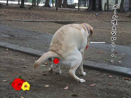 ボール咥えたまま・・・