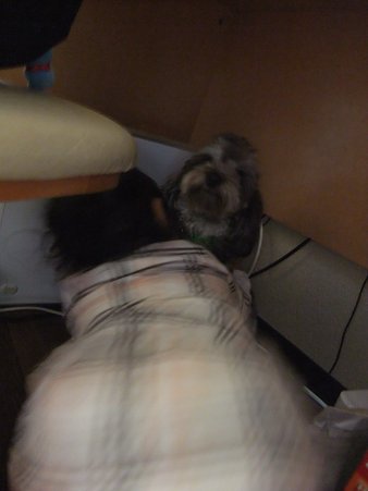 角に追い詰められ