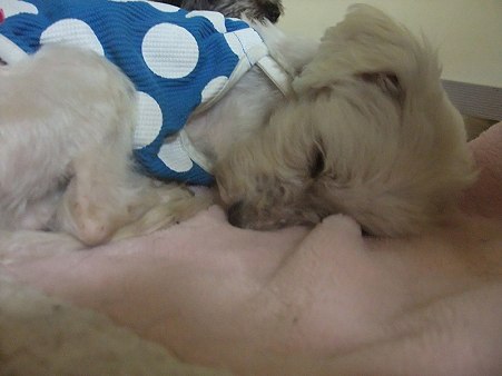 子犬のように眠る人和