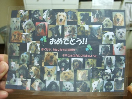 全卒業わんこ達