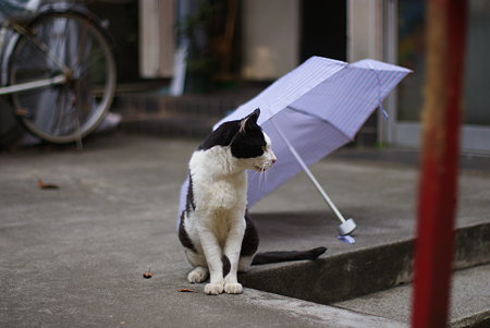 猫と傘