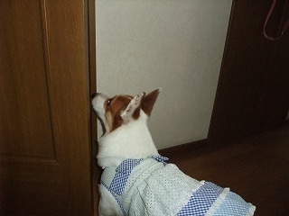 2009_0623朝から元気0065