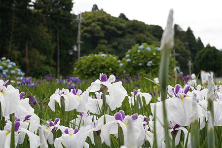 柳生花しょうぶ園 - 19
