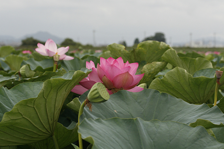 草津市立水生植物公園みずの森 - 02