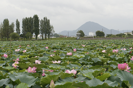 草津市立水生植物公園みずの森 - 04