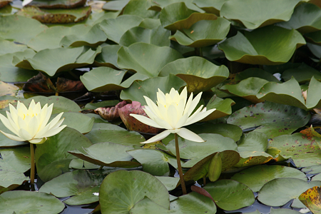 草津市立水生植物公園みずの森 - 14
