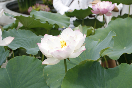 草津市立水生植物公園みずの森 - 20