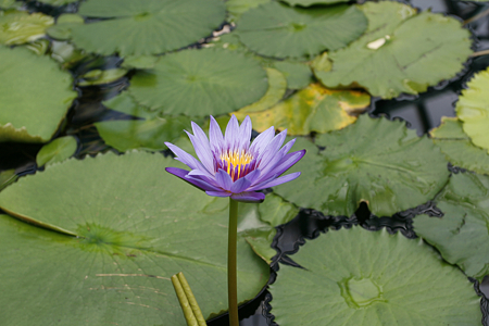草津市立水生植物公園みずの森 - 21