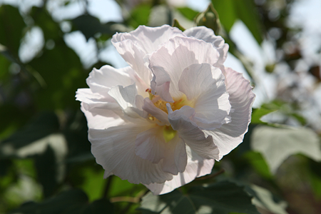 酔芙蓉