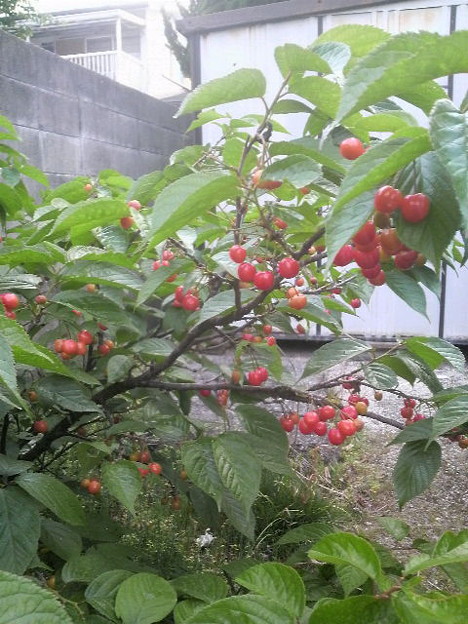 庭の小さい桜の木にさくらん 写真共有サイト フォト蔵