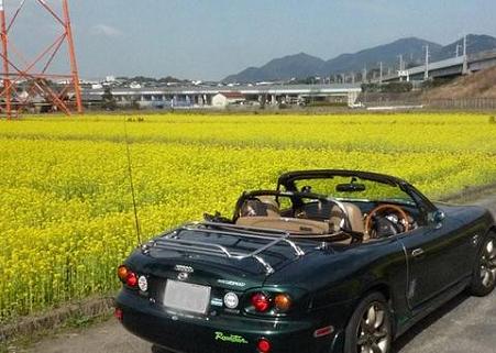 菜の花２