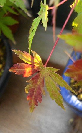 盆栽鉢の紅葉(≧～≦)