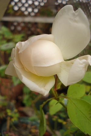 DSC06467