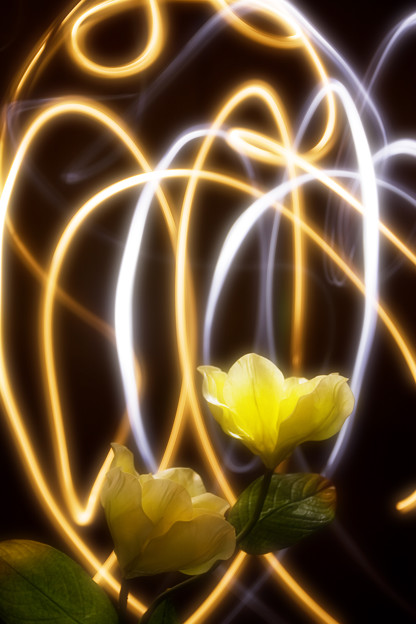 花と光