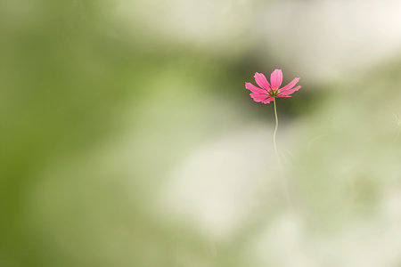 霧のように