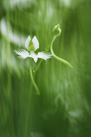 夏に飛ぶ花