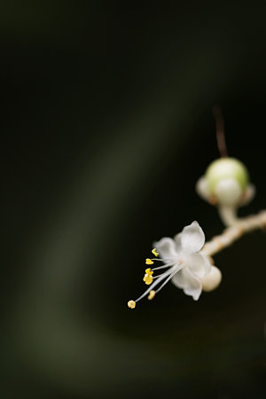 可憐な花と波平