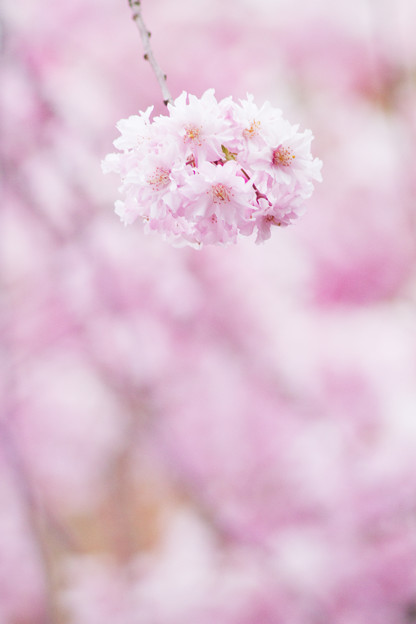 桜玉