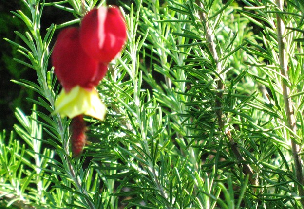 ローズマリーに赤い花 写真共有サイト フォト蔵