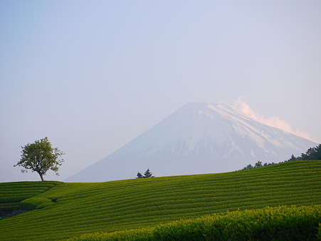 新茶畑の背に富士山