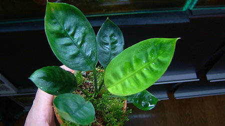 DSCF4835