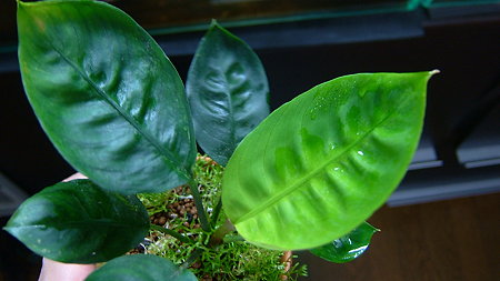 DSCF4831