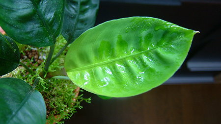 DSCF4829