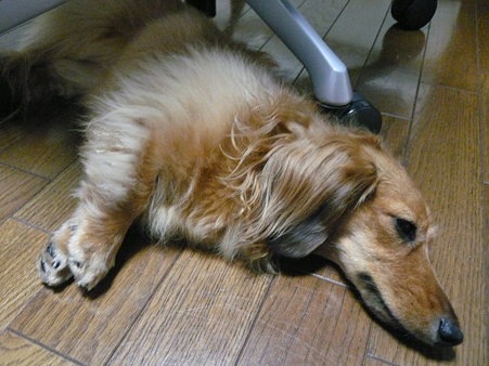 dog