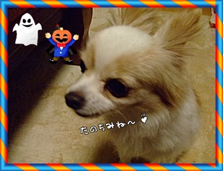 楽しみ♪