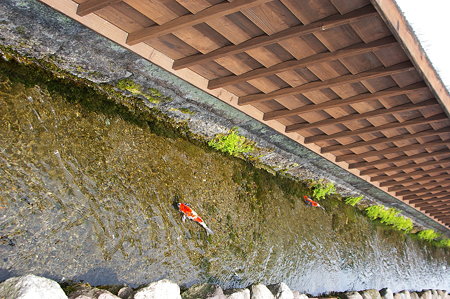 IMGP0446