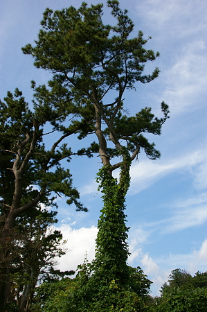 IMGP8550